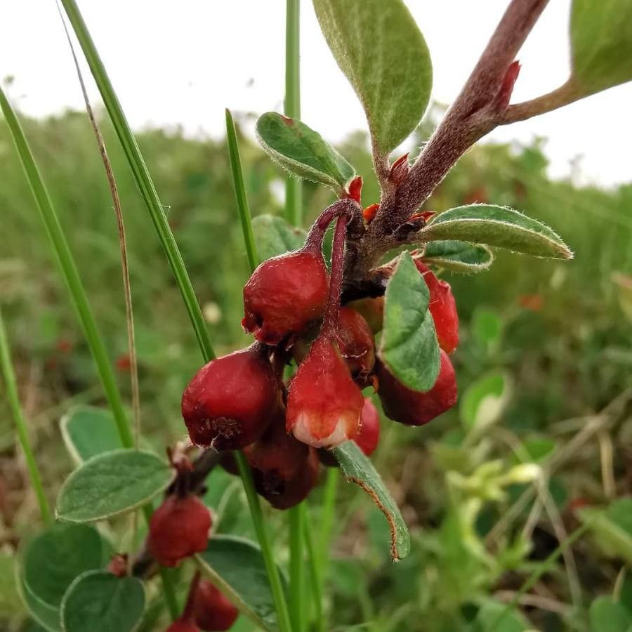 Cotoneaster nebrodensis flower