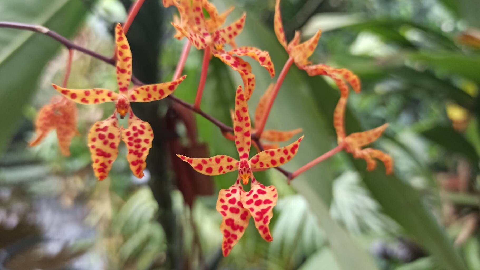 Renanthera monachica — related species from the same genus