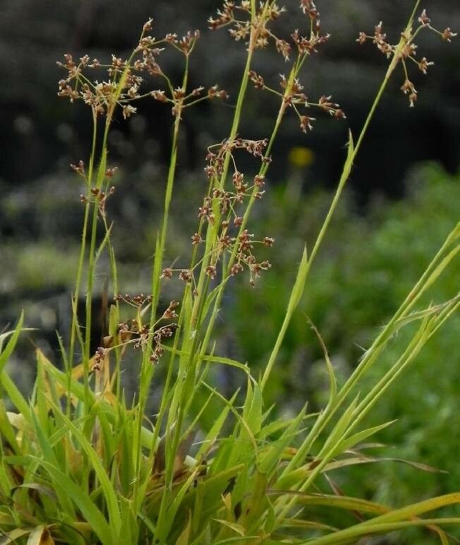 Luzula sylvatica flower