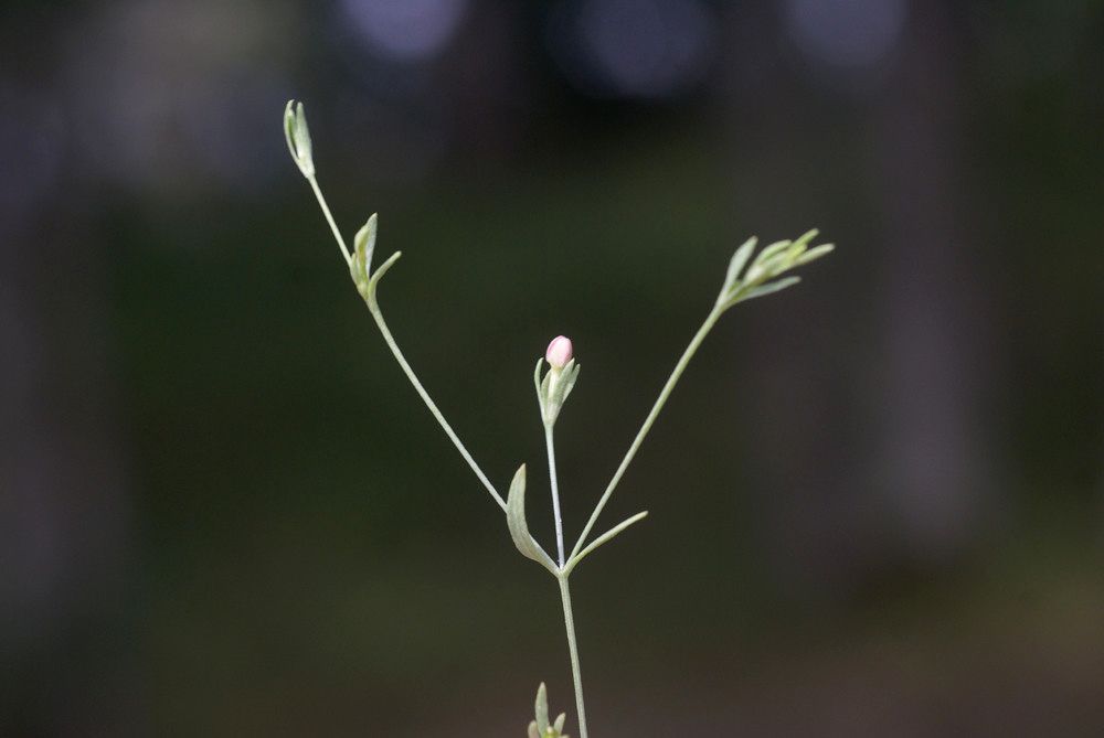 Exaculum pusillum other