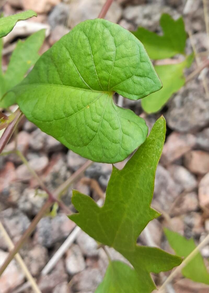 Ipomoea rubriflora — houseplant care guide