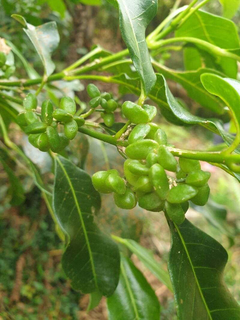 Melicope borbonica fruit