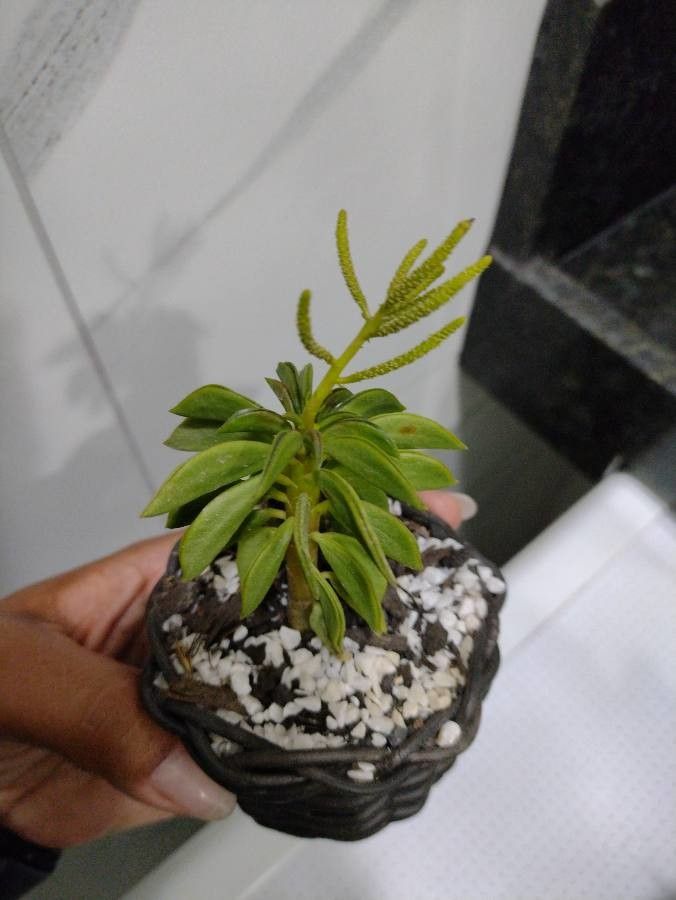 Peperomia dolabriformis flower