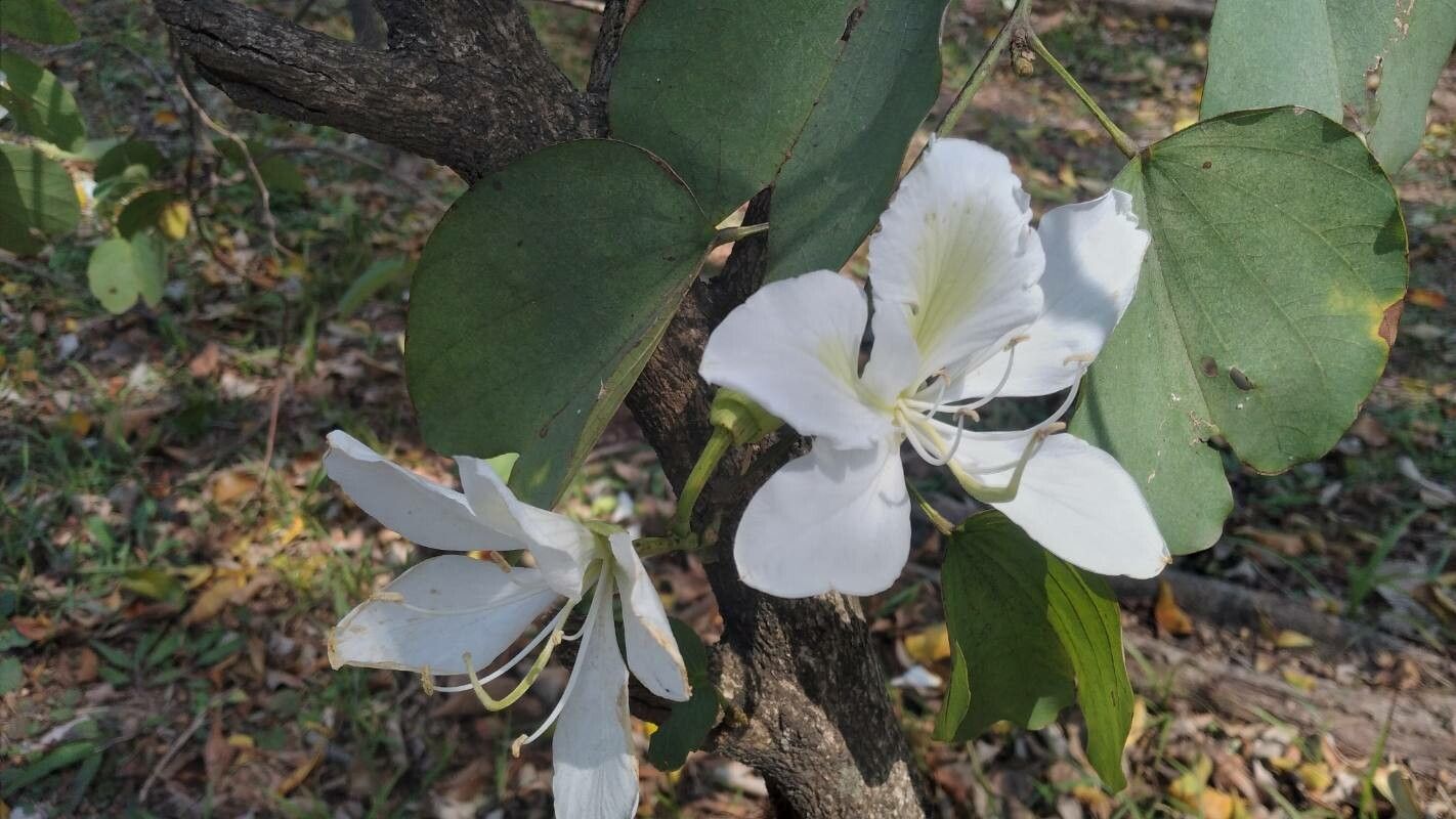 Bauhinia acuminata flower