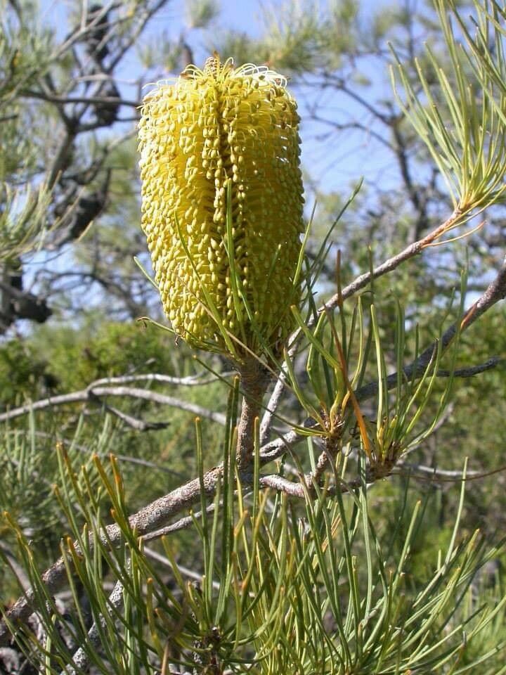 Banksia tricuspis — houseplant care guide