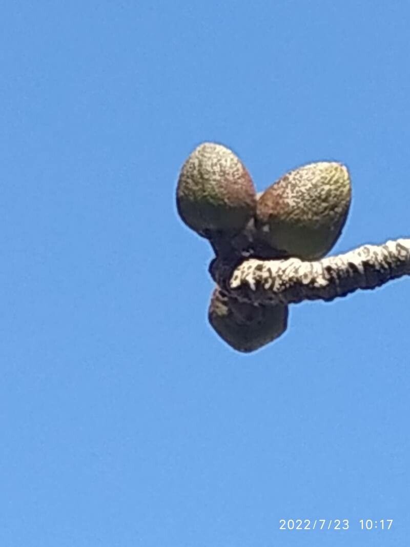 Bombax ceiba fruit