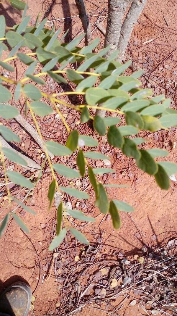 Burkea africana — search result for 'Syringa'