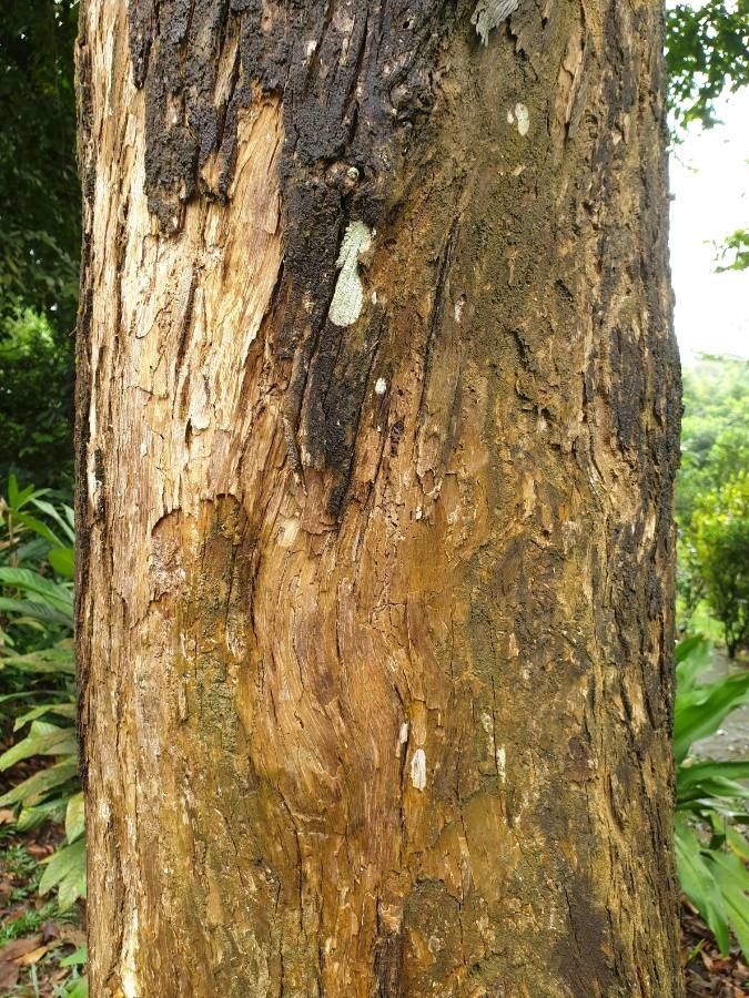 Peronema canescens bark