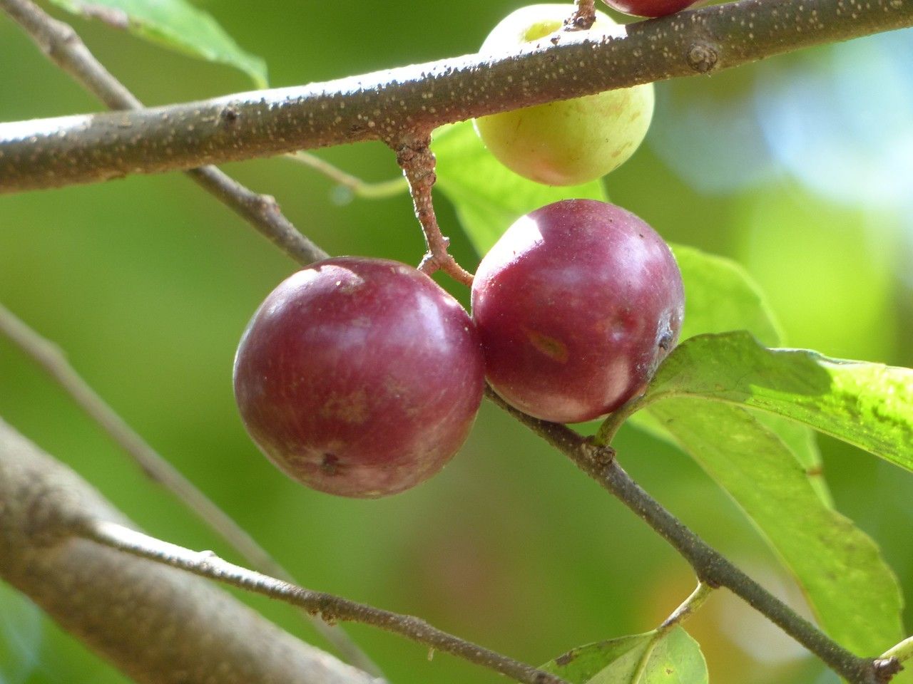 Flacourtia jangomas fruit