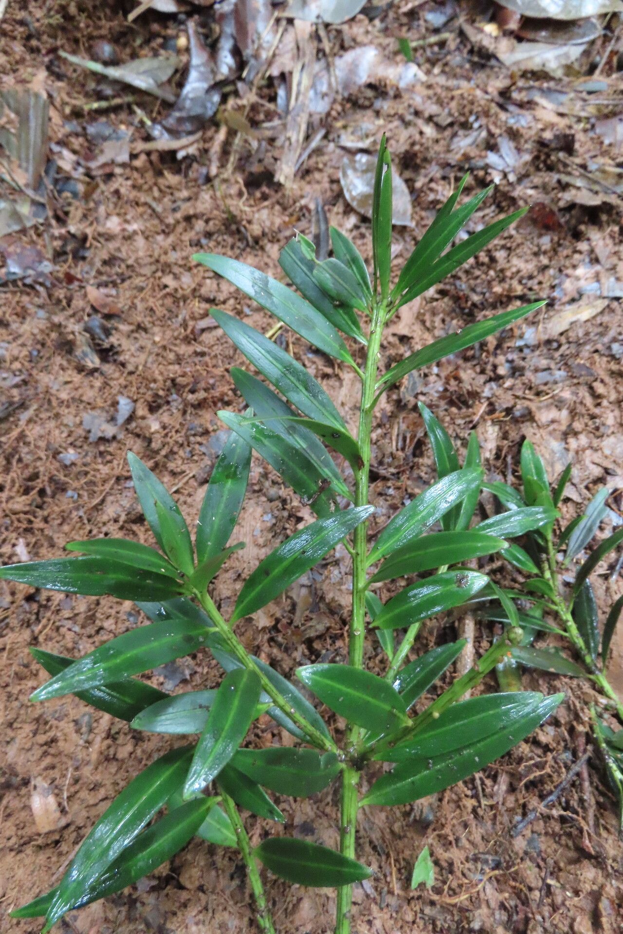Podocarpus guatemalensis leaf