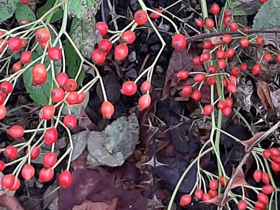 Rosa sericea fruit