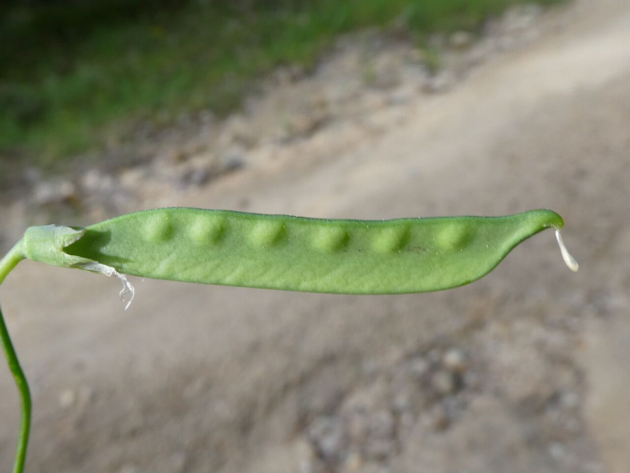 Lathyrus clymenum fruit