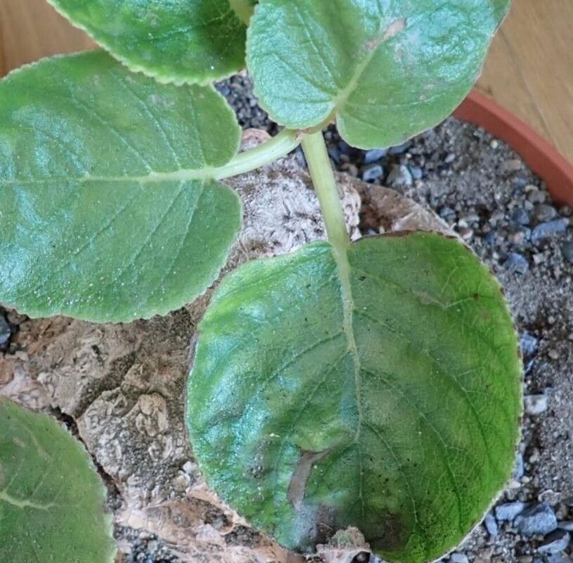 Sinningia macrostachya — search result for 'Sinningia'