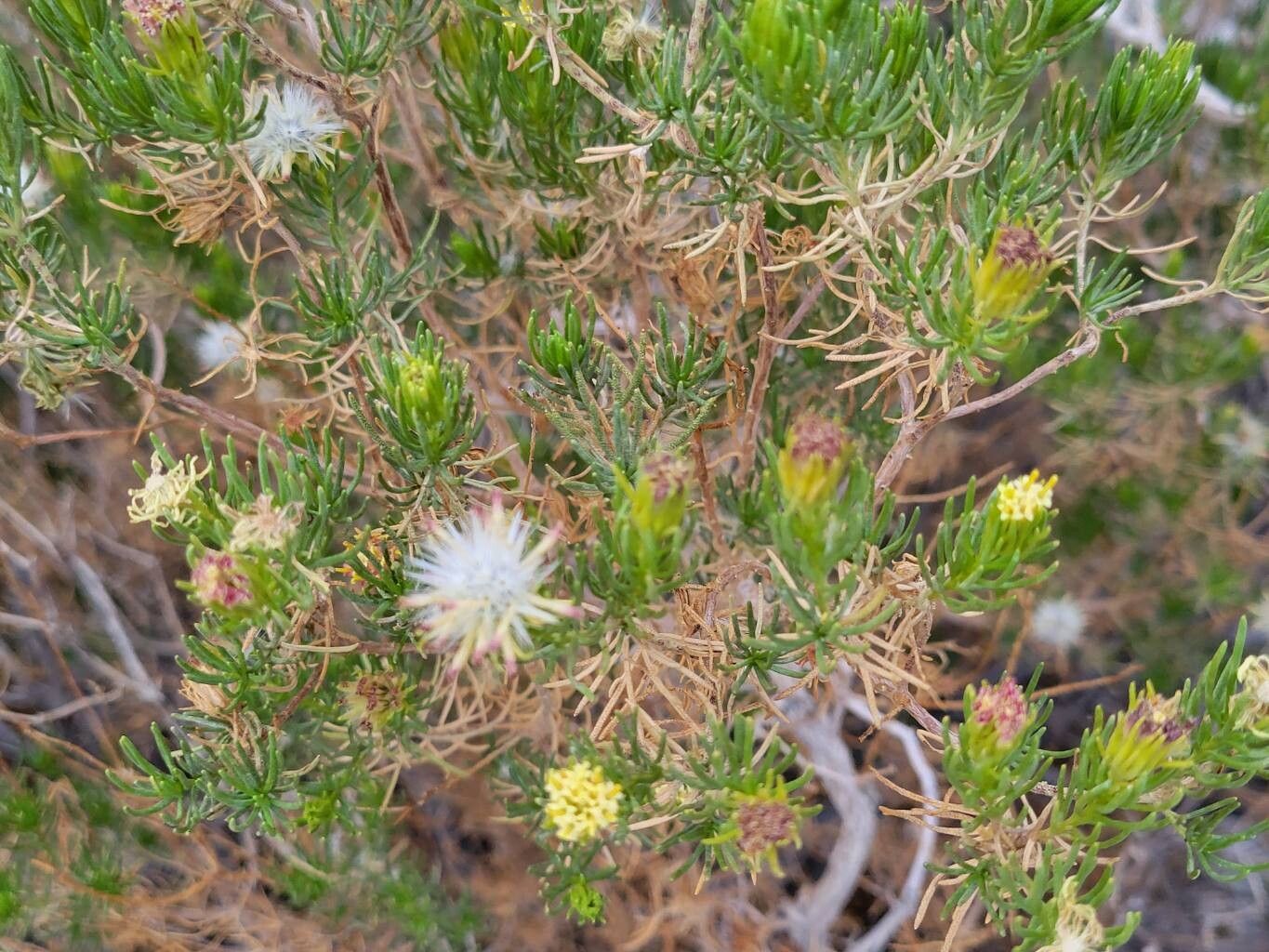Peucephyllum schottii flower