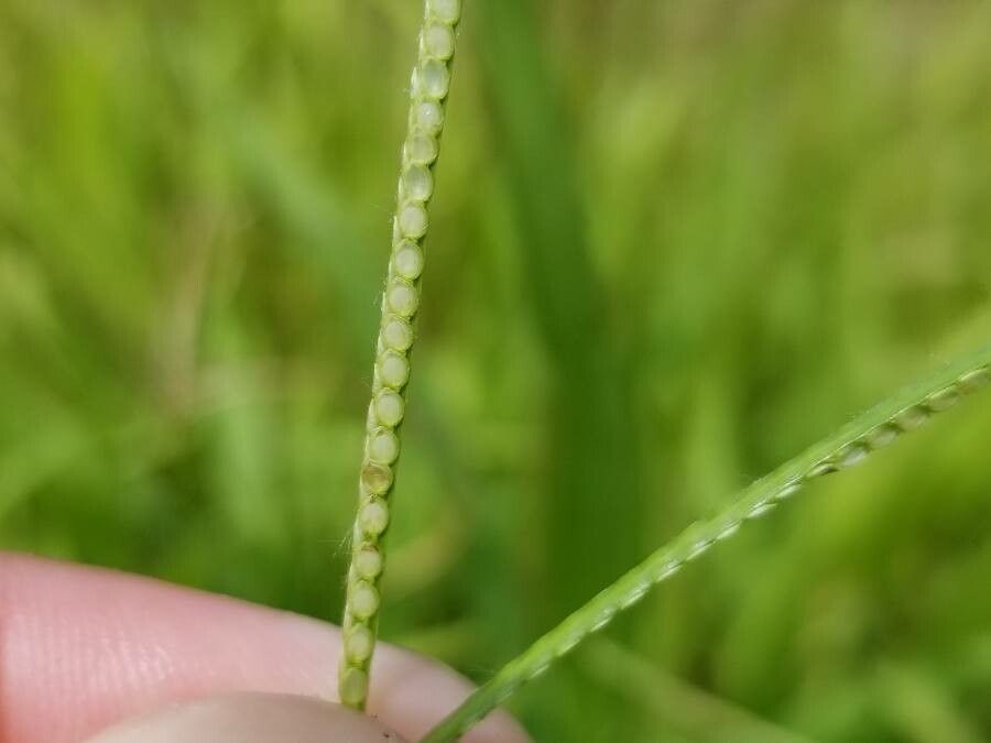 Paspalum conjugatum flower