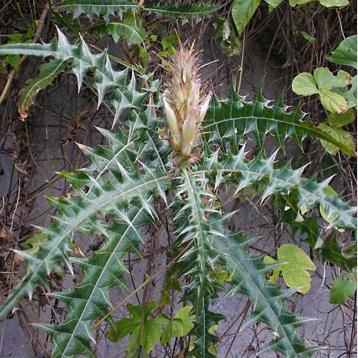 Acanthus arboreus habit
