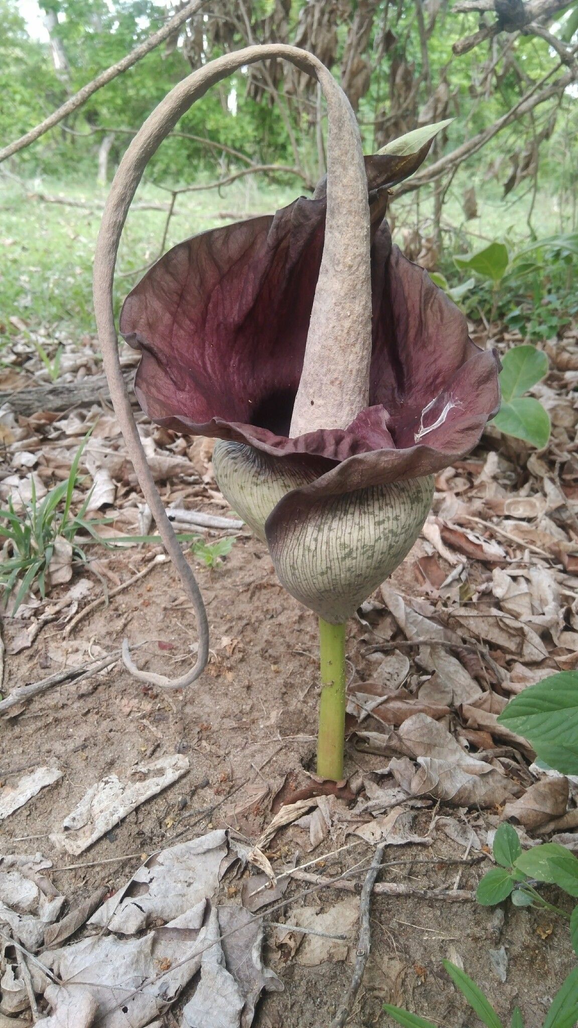 Amorphophallus goetzei — search result for 'Amorphophallus'