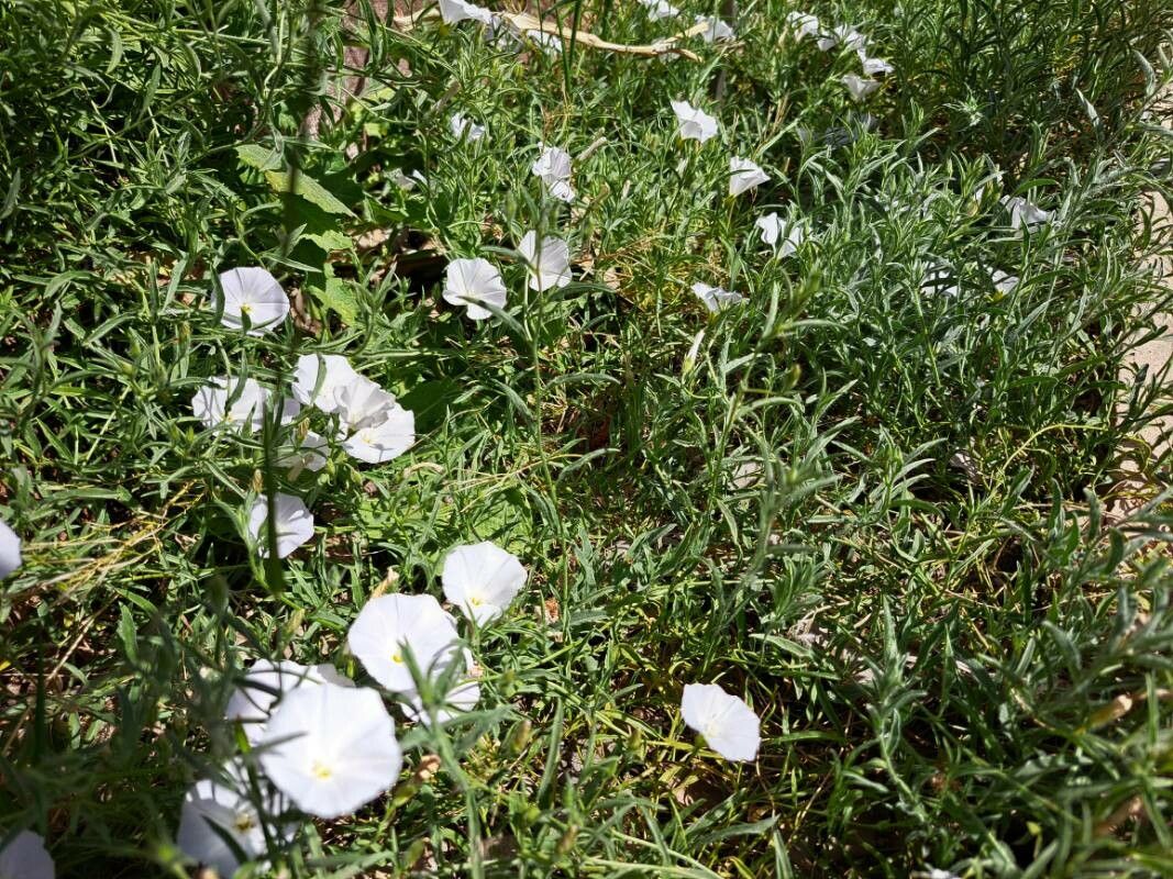 Convolvulus valentinus habit