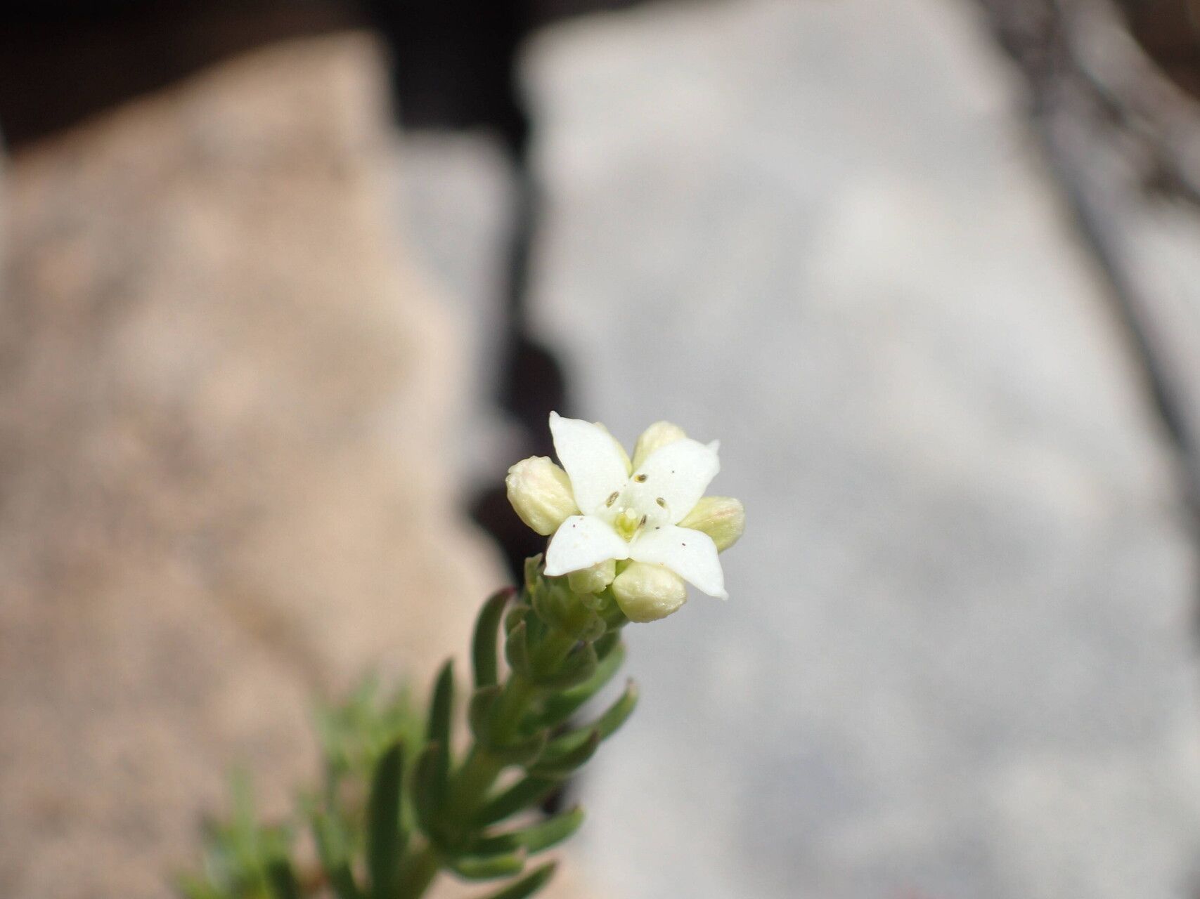 Galium saxosum flower
