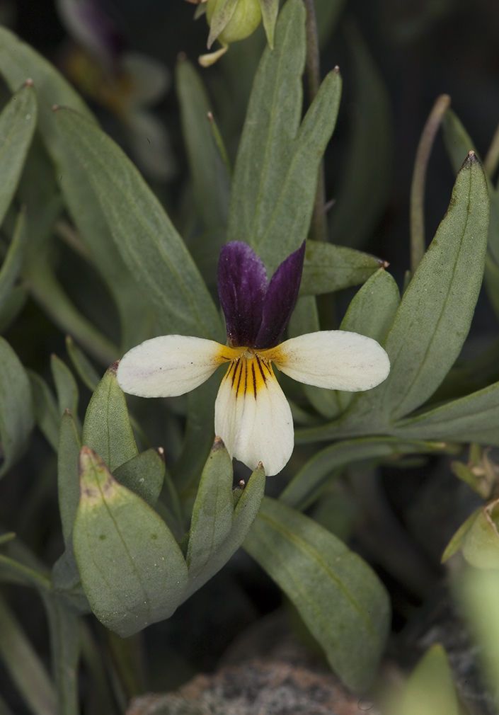 Viola hallii flower