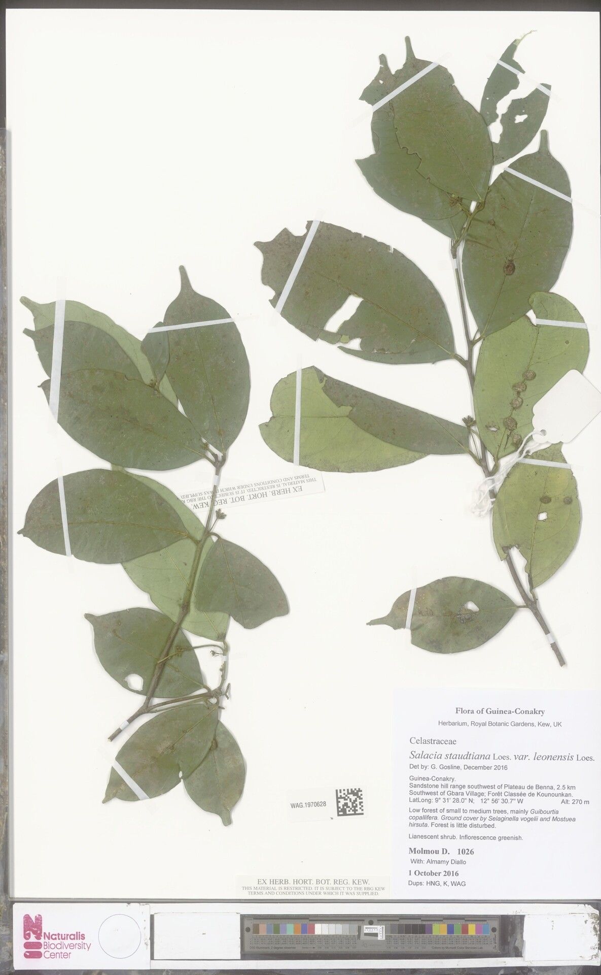 Salacia caillei — houseplant care guide