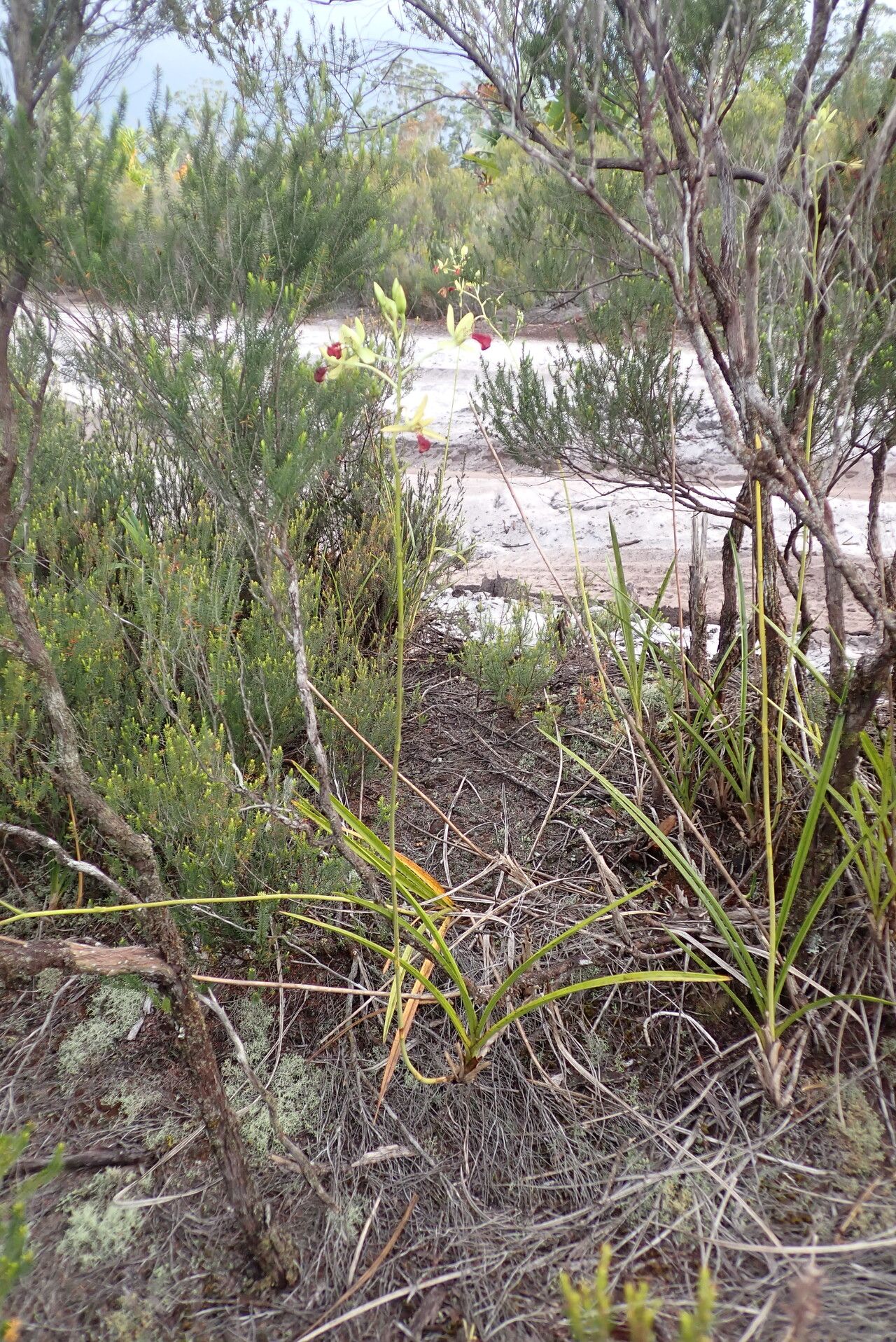 Eulophia flabellata habit