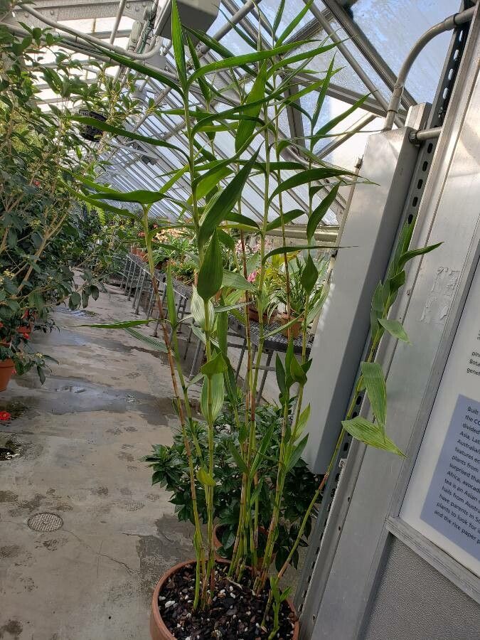 Sobralia rosea habit