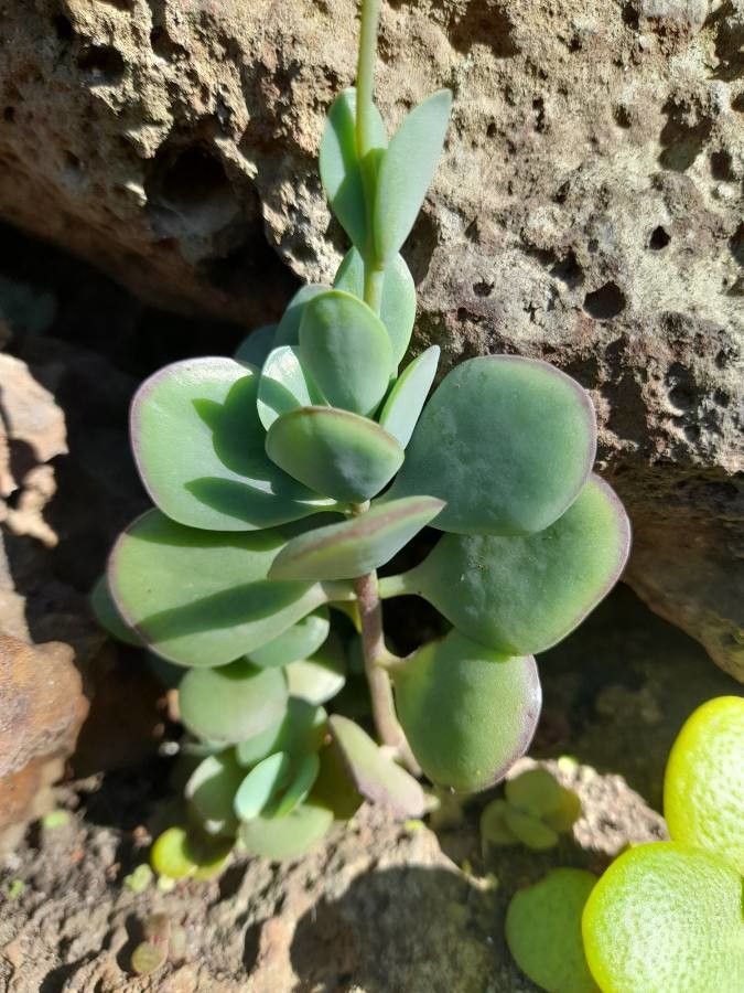 Kalanchoe rotundifolia — search result for 'Kalanchoe'