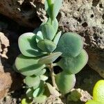 Kalanchoe rotundifolia