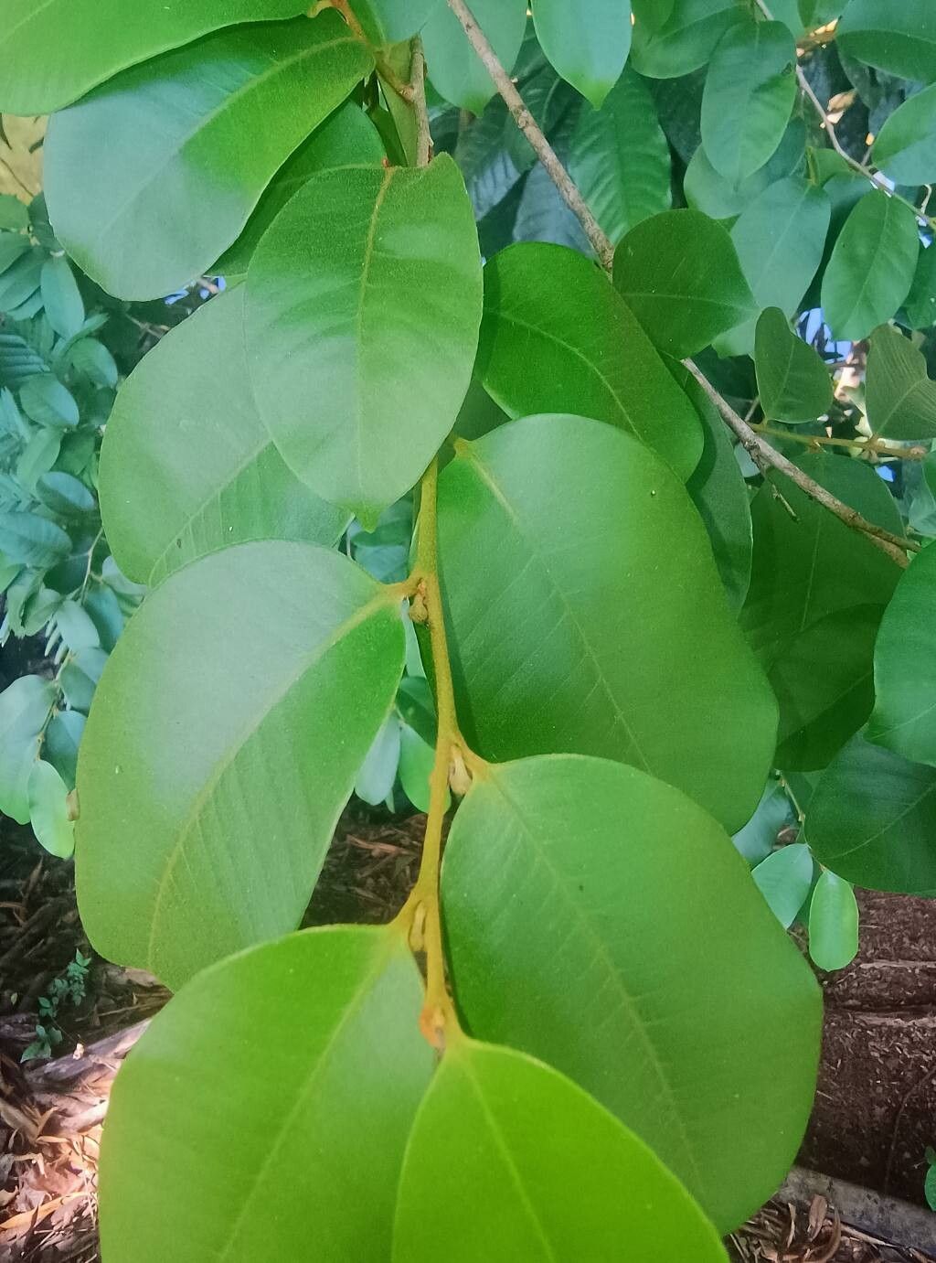 Chrysophyllum hirsutum — houseplant care guide