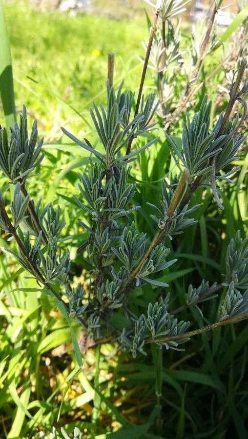 Lavandula latifolia leaf