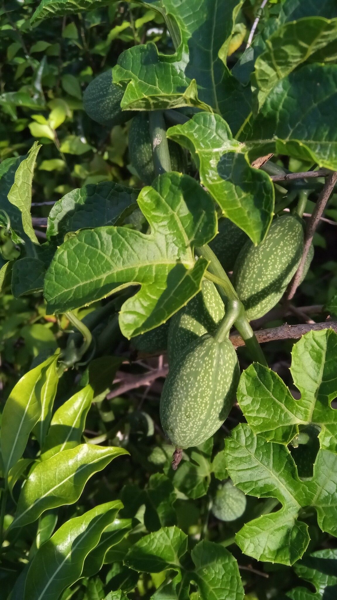 Kedrostis elongata — search result for 'Kedrostis'