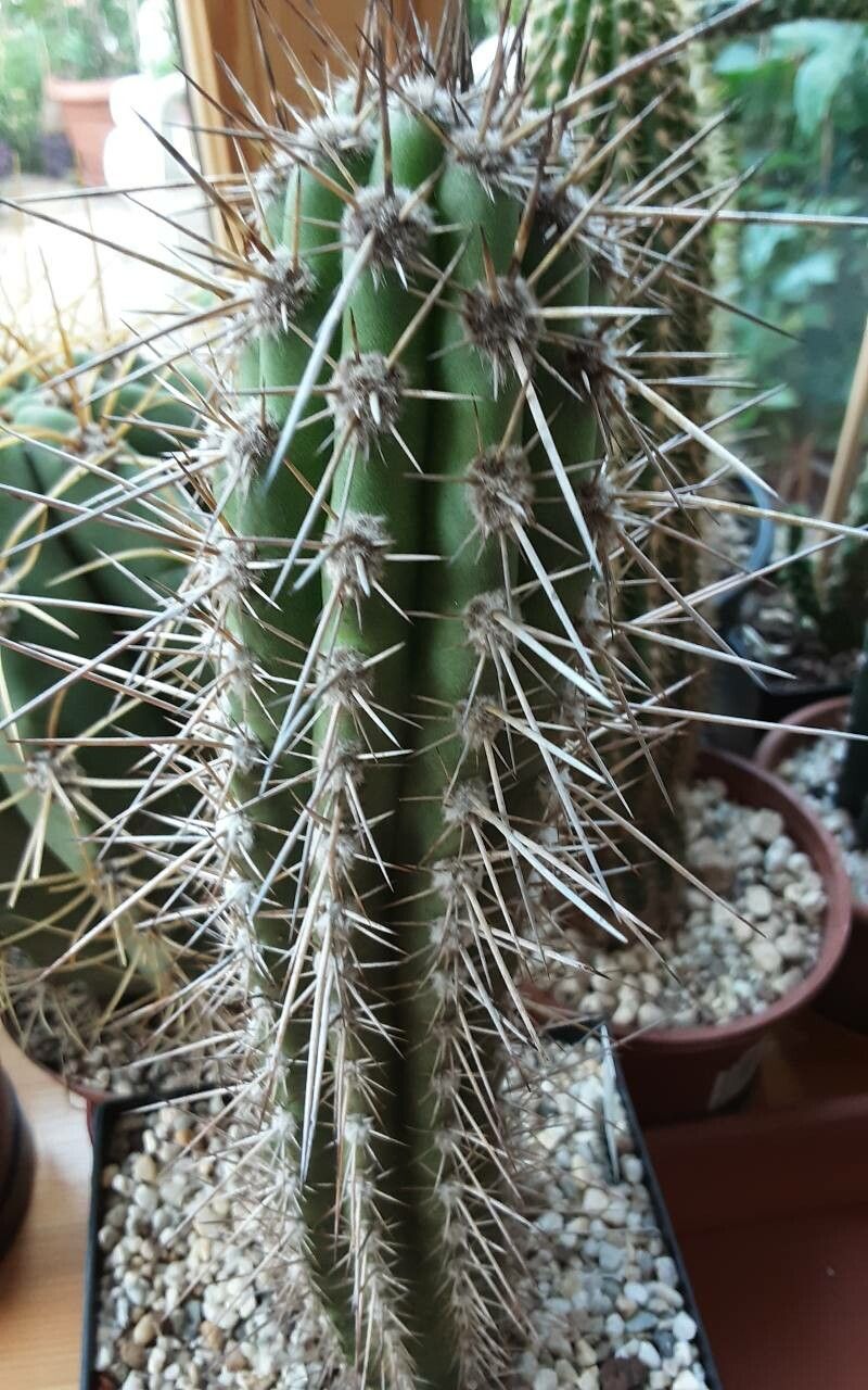 Eulychnia iquiquensis bark