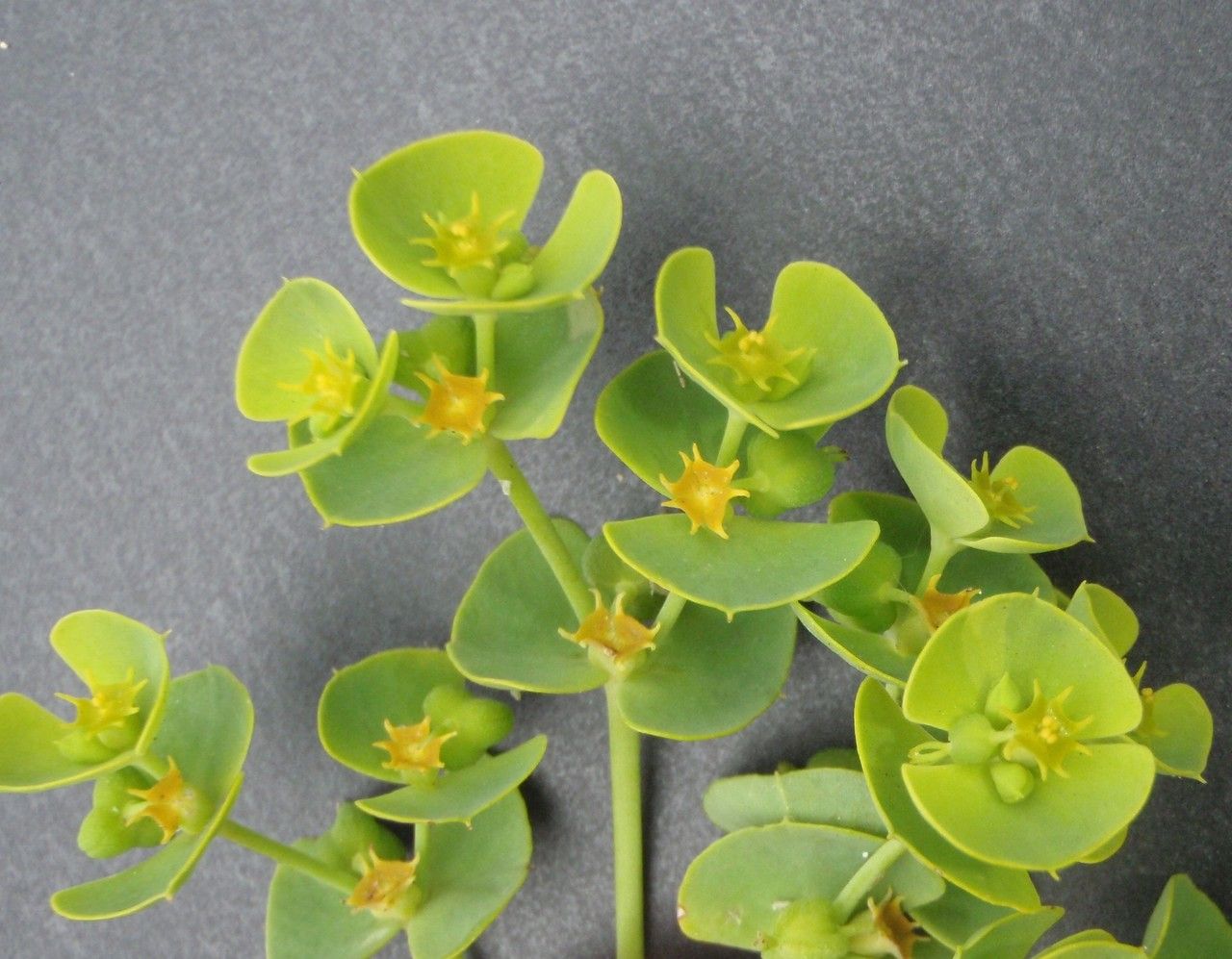 Euphorbia paralias x Euphorbia segetalis subsp. portlandica — houseplant care guide