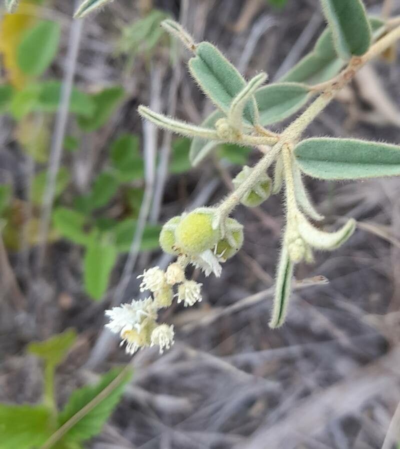Croton lanatus — houseplant care guide