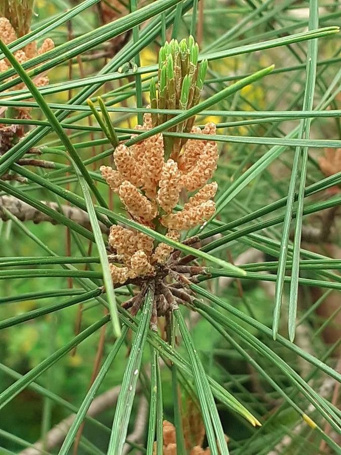 Pinus leucodermis flower