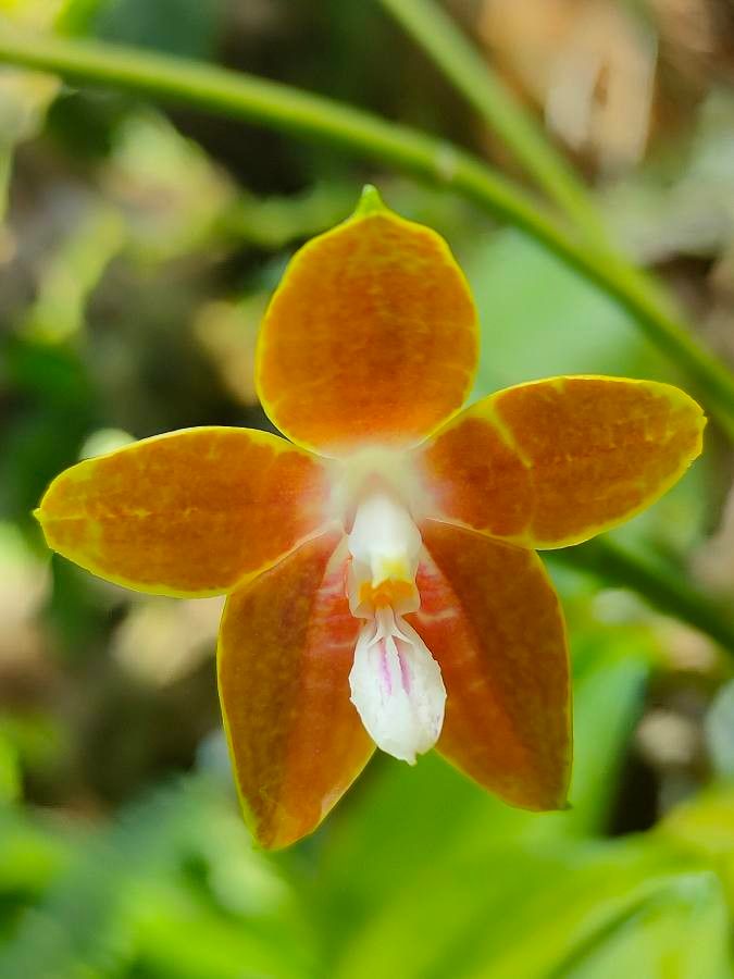 Phalaenopsis amboinensis flower