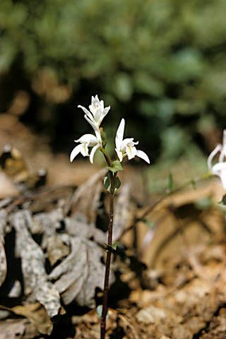 Triphora trianthophoros flower