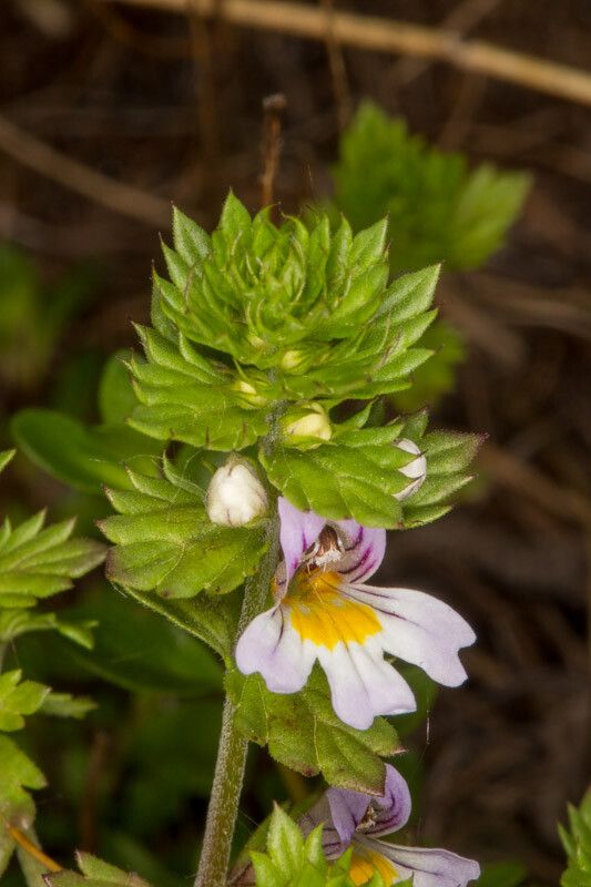 Euphrasia stricta flower