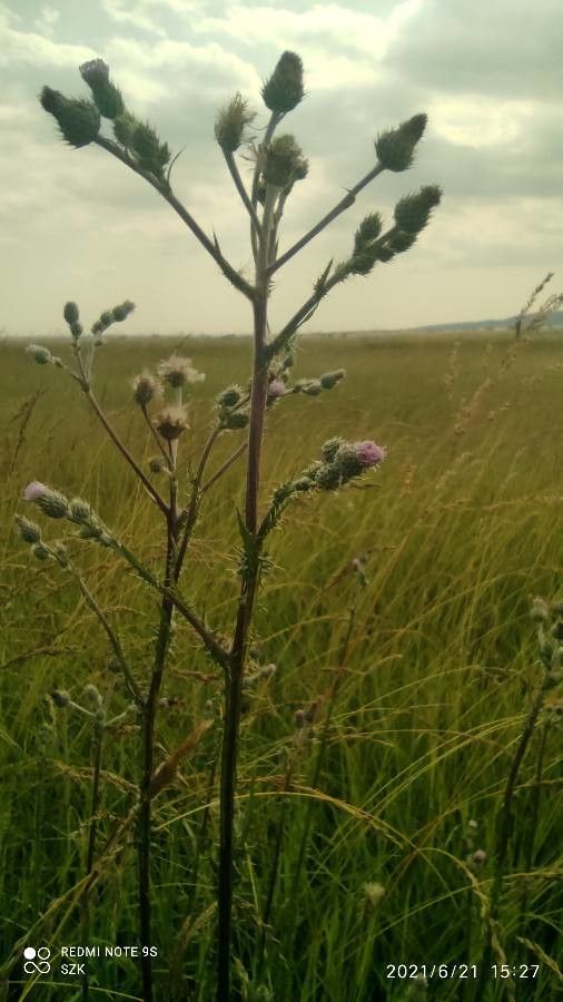 Cirsium brachycephalum flower