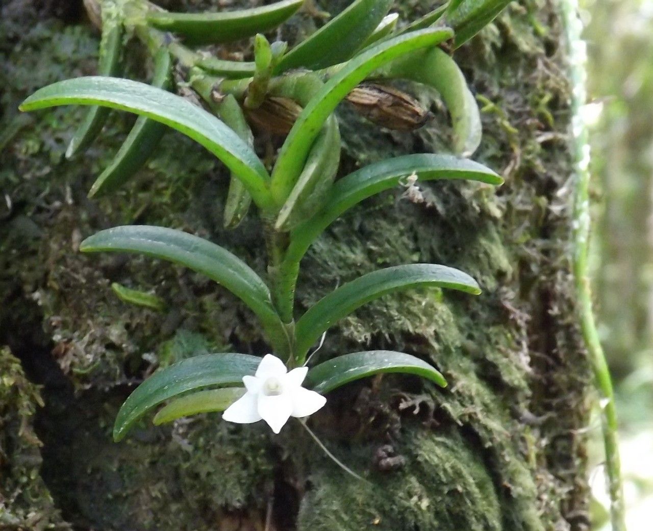 Angraecum pectinatum flower