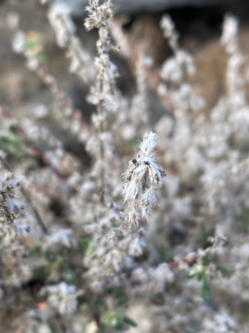 Forsskaolea angustifolia flower