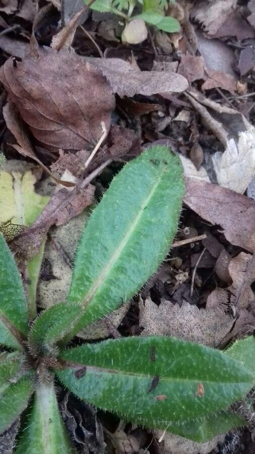 Crepis mollis leaf