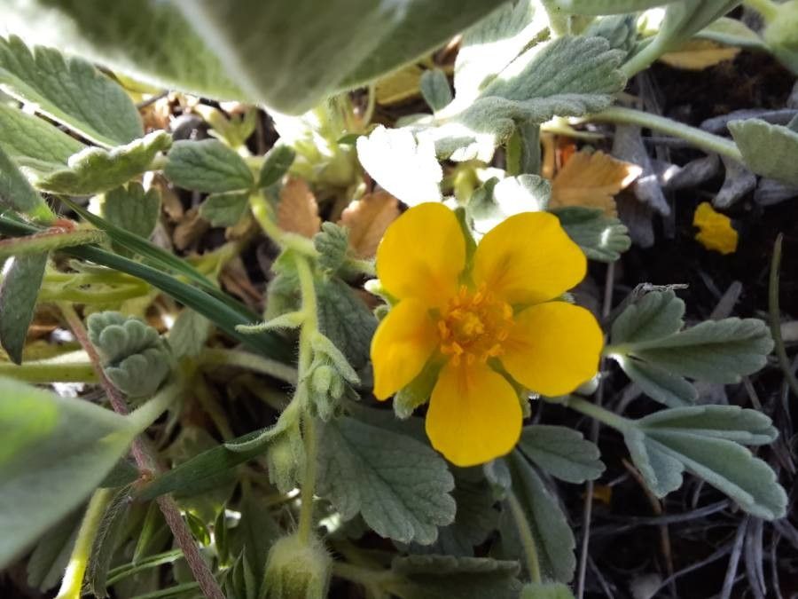 Potentilla cinerea flower