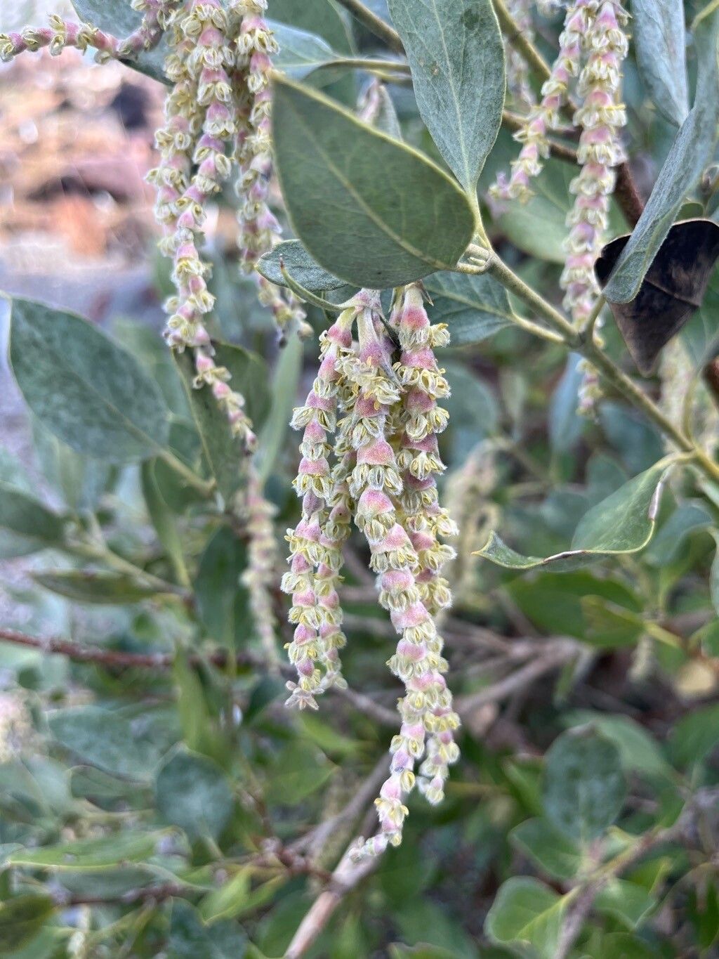 Garrya flavescens flower