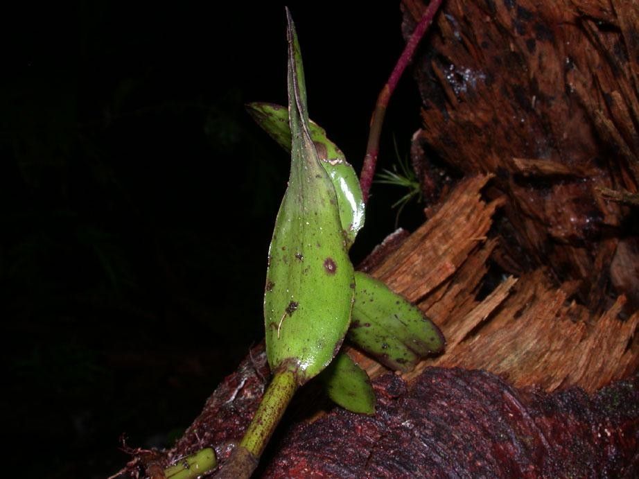 Epidendrum baumannianum bark
