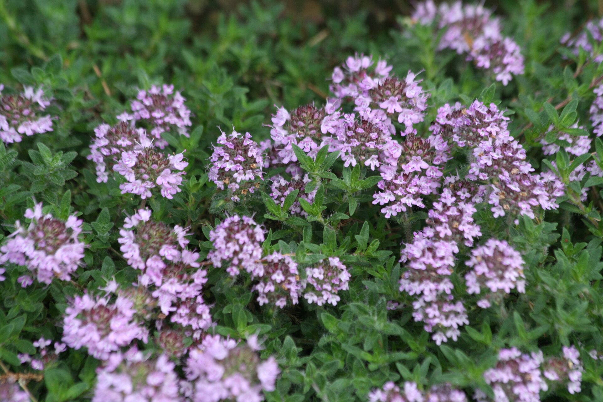 Thymus doerfleri flower