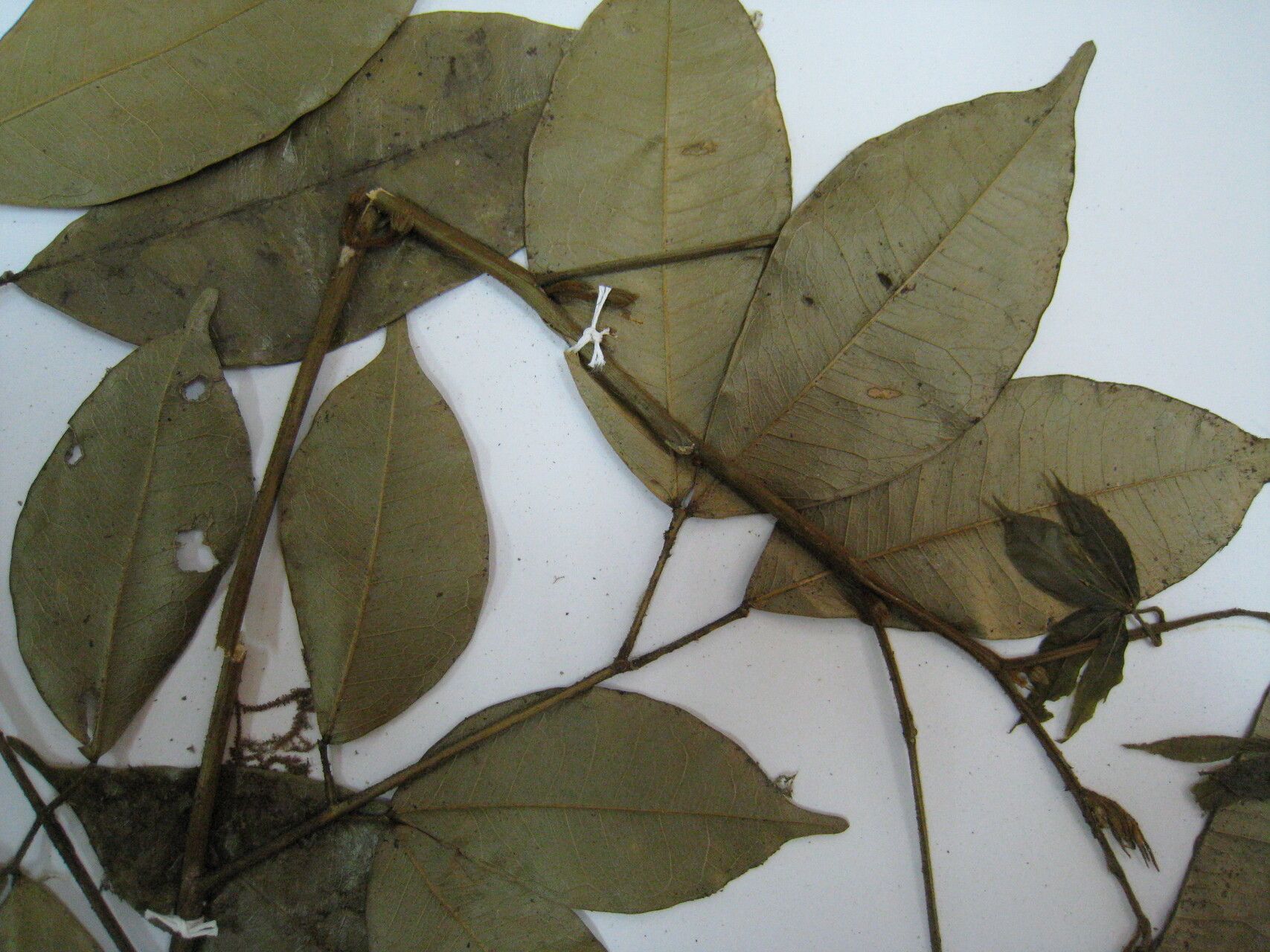Jupunba laeta leaf