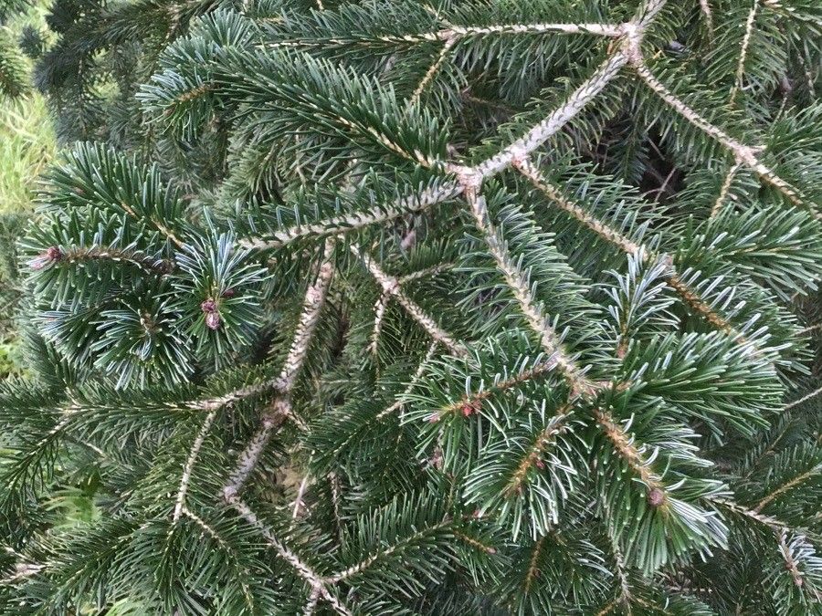 Abies magnifica — search result for 'Abies'