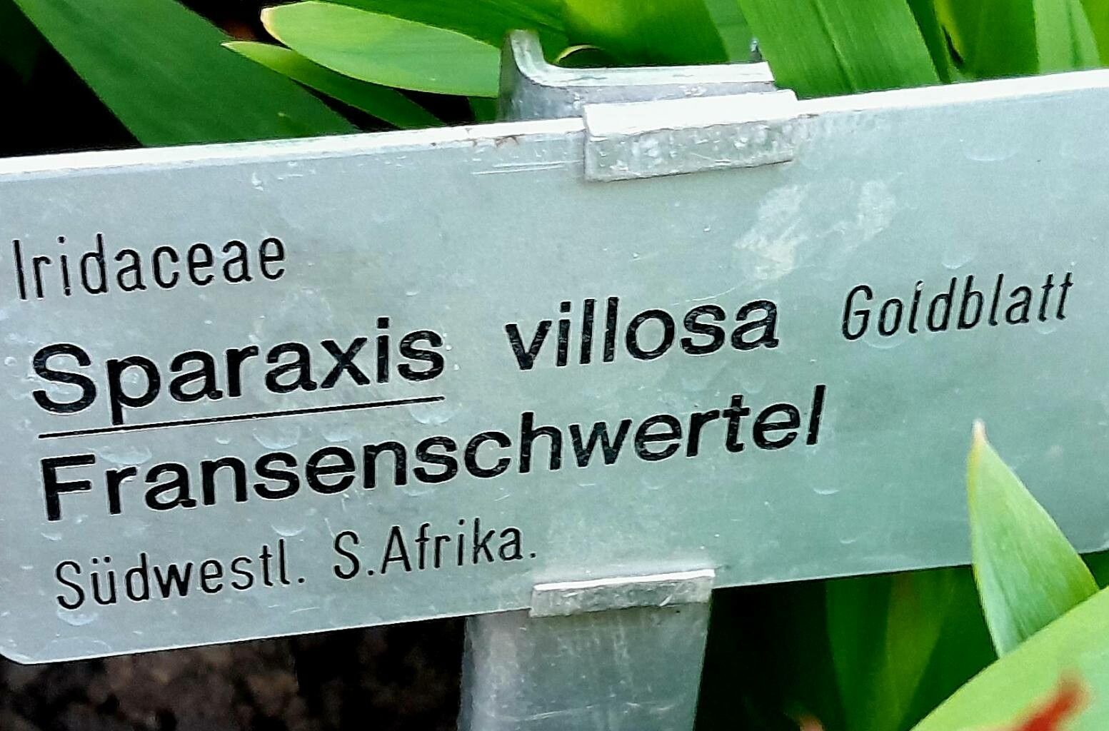 Sparaxis villosa other